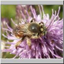 Epeoloides coecutiens - Schmuckbiene m03 9mm.jpg